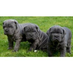 Cachorros Cane Corso com caracter�sticas excepcionais