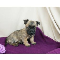Cachorros Cairn Terrier