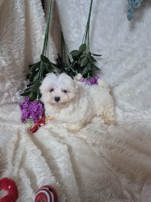 MENINO lind�ssimo ra�a bichon malt�s