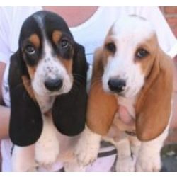 Cachorros Basset Hound Disponivel