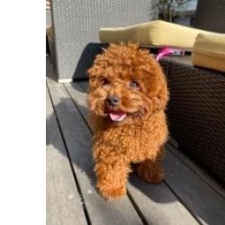 Machos e f�meas cachorros Caniche Toy