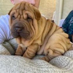 Cachorros Shar-Pei disponivel
