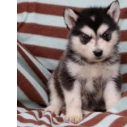 Lindos cachorrinhos Malamute Do Alaska