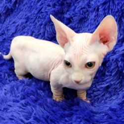 Vendo gatinha Sphynx