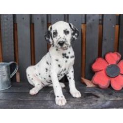 Cachorros D�lmata disponivel