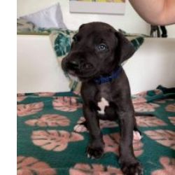 Ninhada cachorros Dogue Alem�o