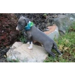 Lindos cachorrinhos Galgo Italiano