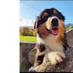 Pastor Australiano belos exemplares dispon�veis