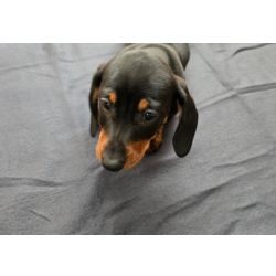 Teckel baixote miniatura preto afogueado