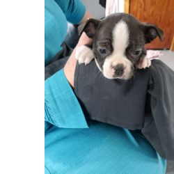 Machos e f�meas cachorros Boston Terrier