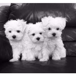 Cachorros Bichon Malt�s dispon�vel