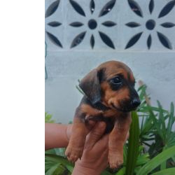Filhotes de dachshund famosos salsicha
