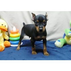 Cachorros Pinscher Miniatura com pedigree comprovado