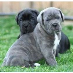 Cachorros Cane Corso