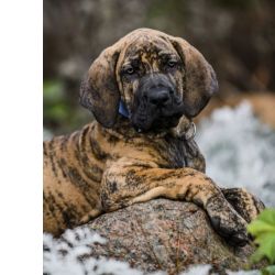 Fila Brasileiro Filhotes