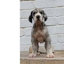 Dogue Alem�o Filhotes