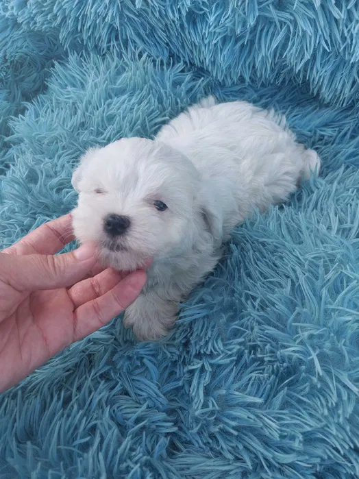 Bichon Malt�s Menina pura