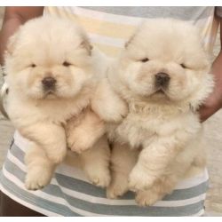 Lindos cachorrinhos Chow Chow