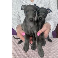 Excelente ninhada de cachorros galgo italiano