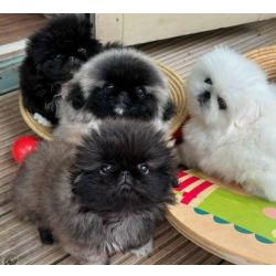 Cachorros de Pequin�s