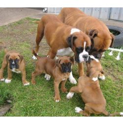 Cachorros Boxer nas cores fulvo e tigrado dispon�veis