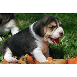 Cachorros Beagle
