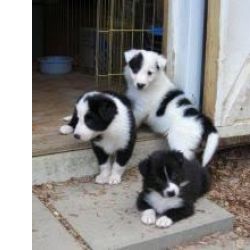 Border Collie criado em casa dispon�vel