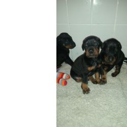 Machos e f�meas cachorros Doberman dispon�veis