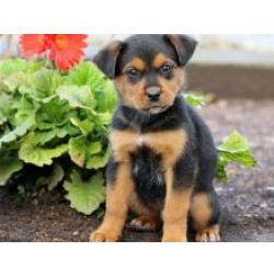 Maravilhosos Rottweiler muito meigos