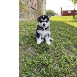 Crias de Malamute do Alasca