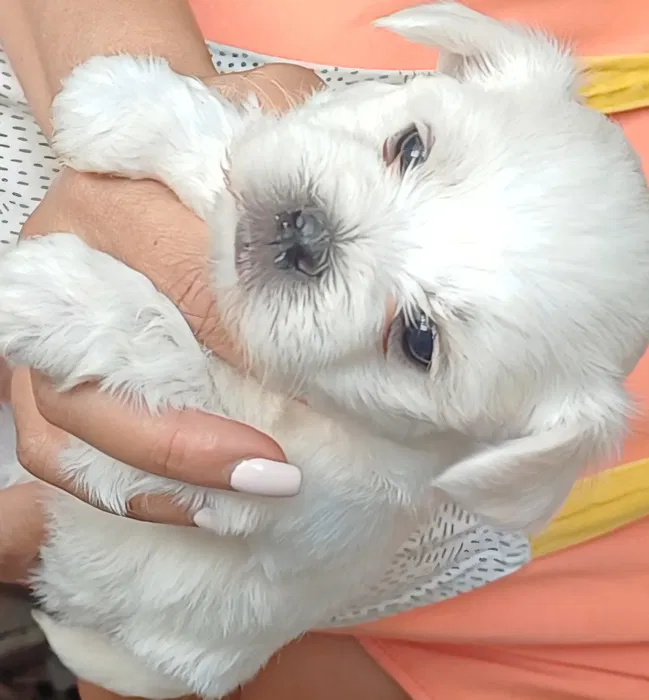 Bichon Malt�s dispon�vel