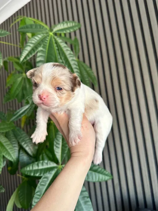 Chihuahua branco e merle menino p�lo longo