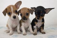 Filhotes De Pinscher (machos)