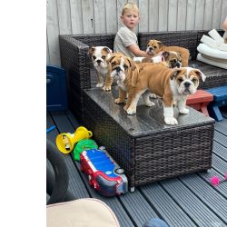 Excelente cachorros Bulldog Ingl�s