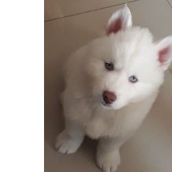 Husky Siberiano Filhotes