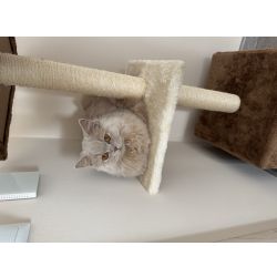 Procuro um gato para a minha British Longhair