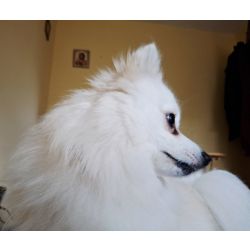Loki - Spitz Alem�o Pequeno
