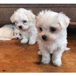 Cachorros Bichon Malt�s