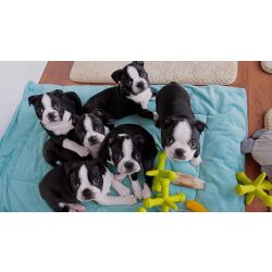 Ninhada Boston Terrier