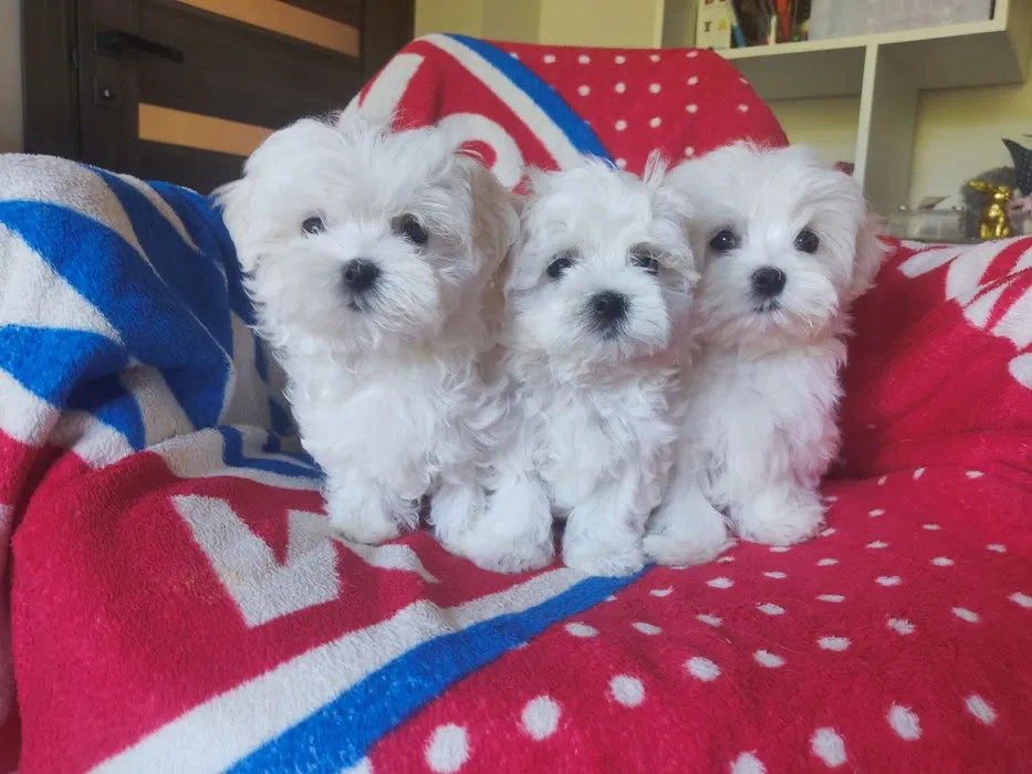 Bichon Malt�s