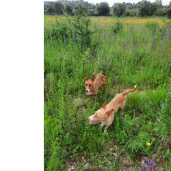 Podenga excelente Ca�a E Companhia