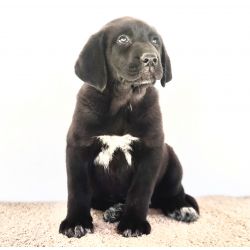 Mastins Espanhois Puros com LOP