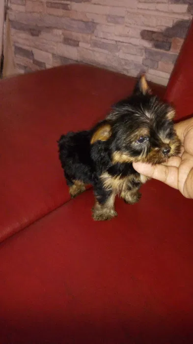Yorkshire terrier Miniatura menino
