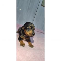 Filhote de Dachshund