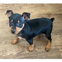 Cachorros Pinscher Miniatura dispon�veis