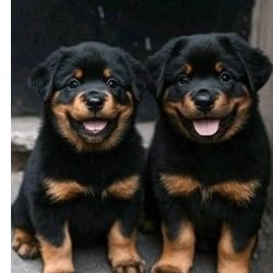 Cachorros Rottweiler para prote��o da fam�lia ou da propriedade