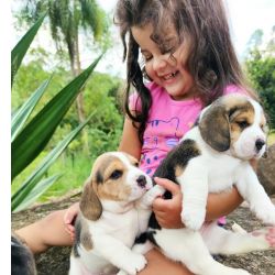 Cachorros Beagle