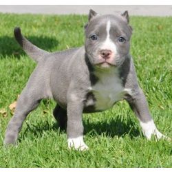 Cachorros Pitt Bull