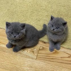 Gatinhos  British Azuis