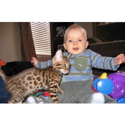 Gatinhos Bengal